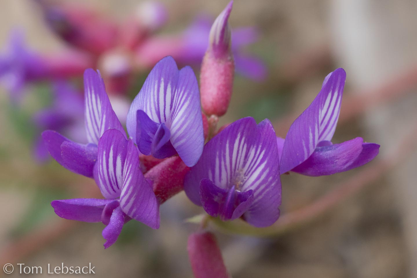 2018 04-17%2013-18-07%20%28A,Radius8,Smoothing4%2932-2-Edit