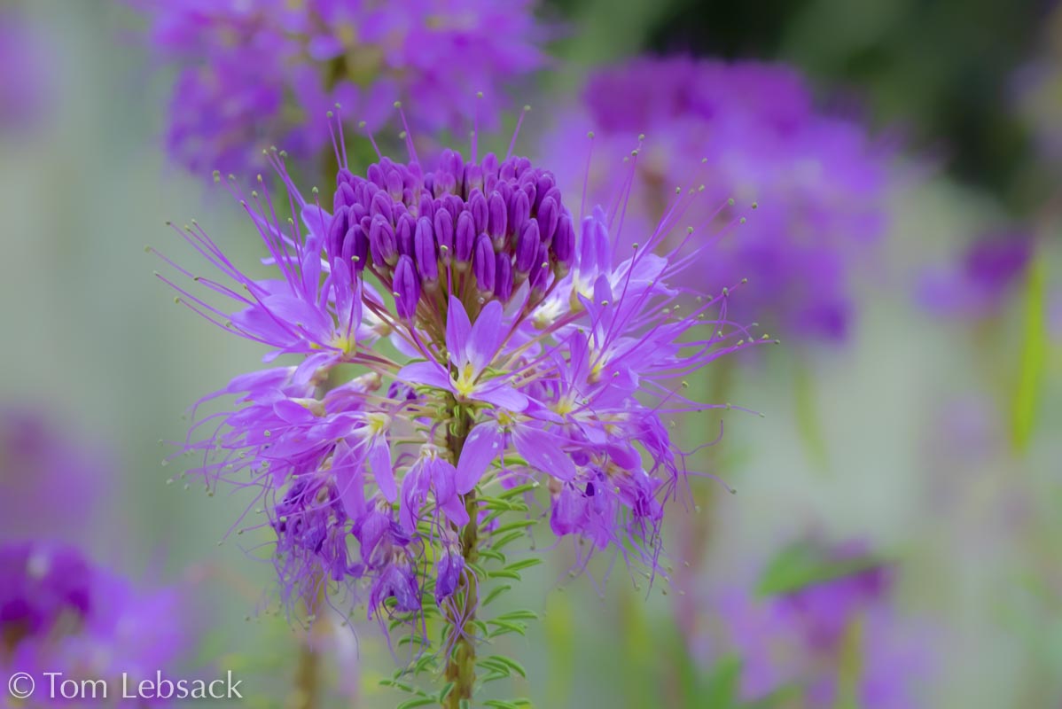 2017 05-16%2016-47-14%20%28A,Radius8,Smoothing4%299-2