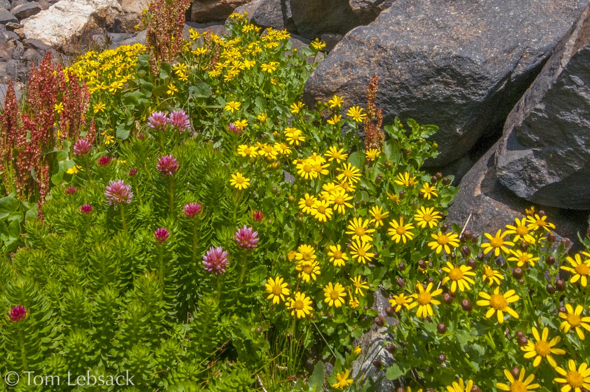 2019 03-26%2016-20-17%20%28A,Radius8,Smoothing4%2911-2-2-Edit-Edit