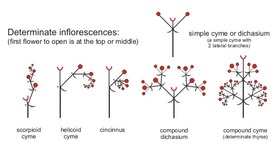 inflorescence_types2_med.jpeg