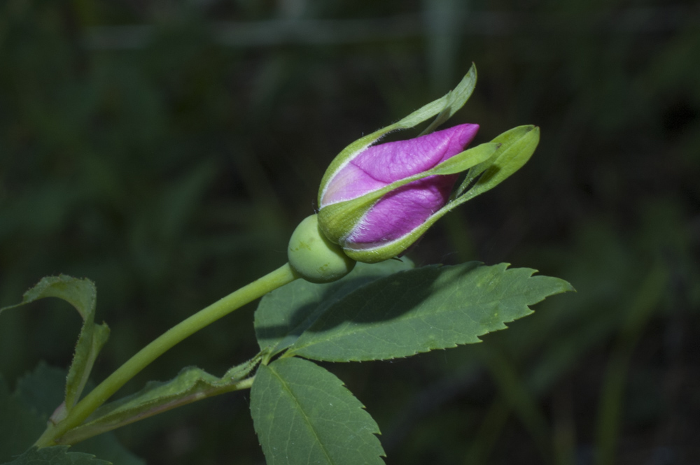 2017 05-16%2016-47-14%20%28A,Radius8,Smoothing4%299-2